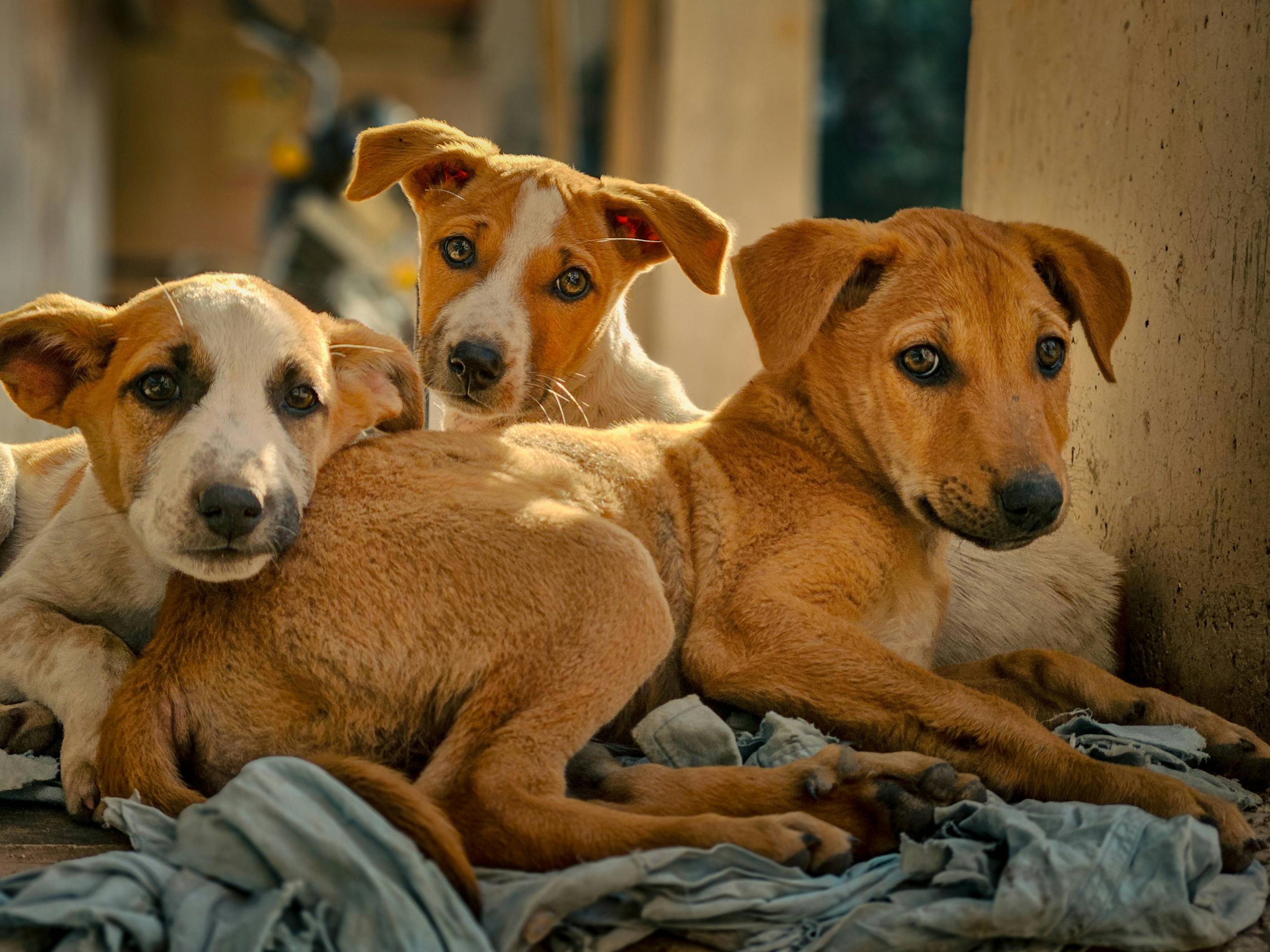 Animal Support