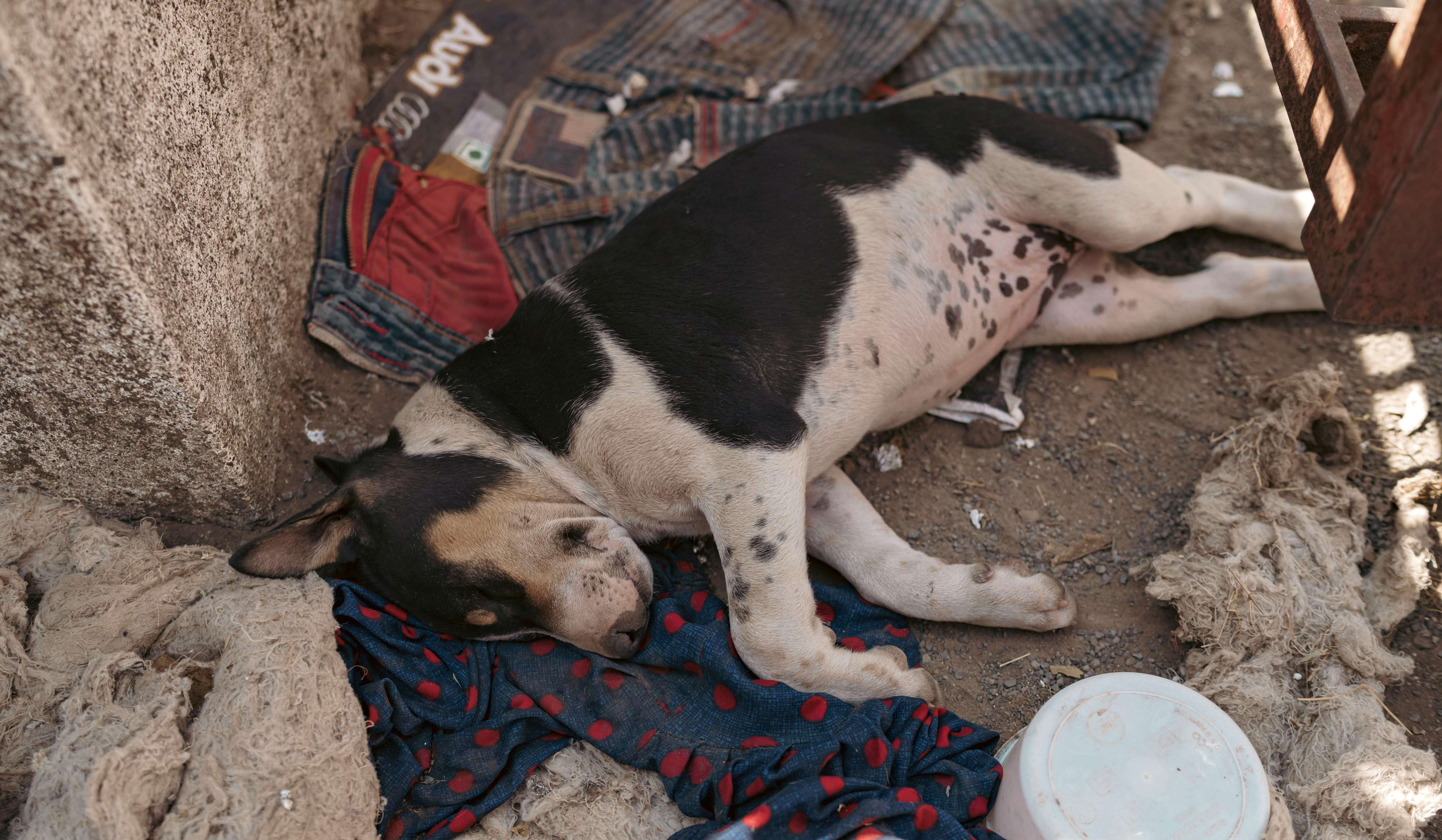 Why animal support matters